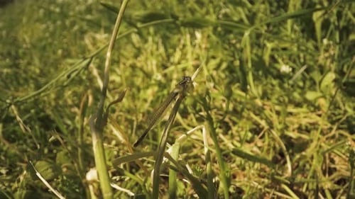 Libellule assise parmi les plantes vertes de la nature