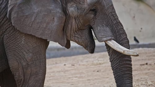 Elephant Eating Grass in a Zoo Enclosure