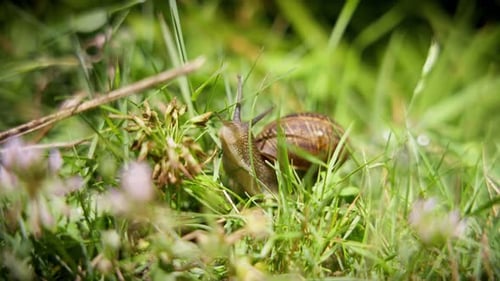 Schnecke, nachts im Biogarten - die Schnecke kommt vor die Kamera. Helix pomatia
auch bekannt