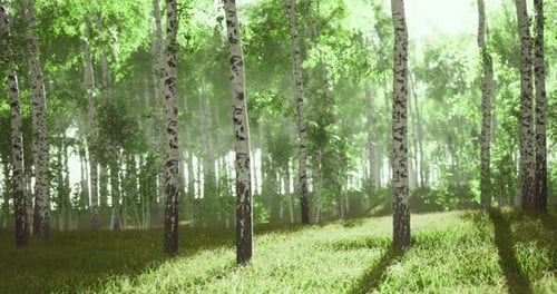 Light Filtering Through Green Foliage in a Tranquil Forest Setting