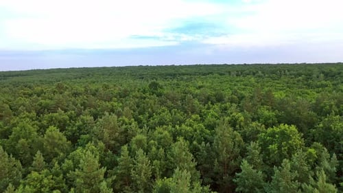 Natural aerial view of a beautiful green forest. Flying over pine tree forest in summer.