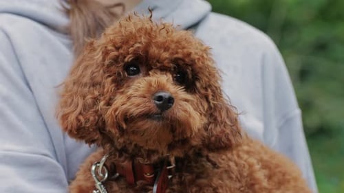 A Brown Poodle with Fluffy Coat is Being Held Outdoors Showcasing Its Adorable Features