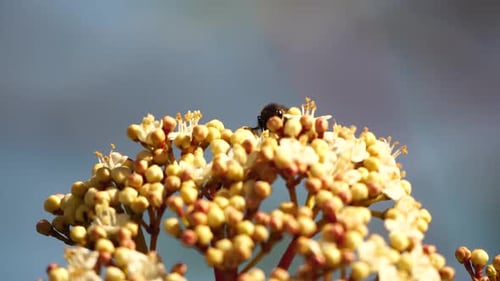 Bienen auf weißen Frühlingsblüten Europäische Honigbienen auf weißen Blüten sammeln Blütenstaub und bestäuben Weiß