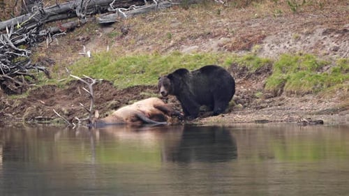 Grizzly Bear with a recently killed elk in Yellowstone National Park