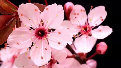 Épanouissement des fleurs, floraison des fleurs