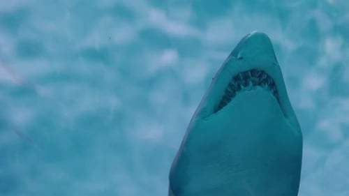 Closeup View of a Shark Swimming Upward with Its Mouth Open Showing Sharp Teeth Against Clear Blue