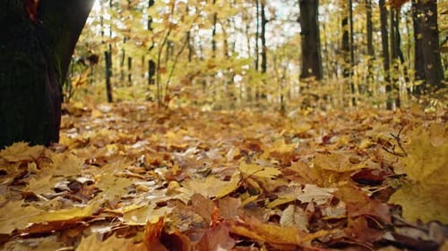 Autumn Leaves Covering Forest Floor