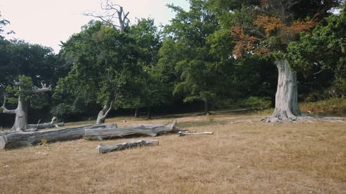 The remnant of some dried-out dead trees in Richmond park on a sunny day