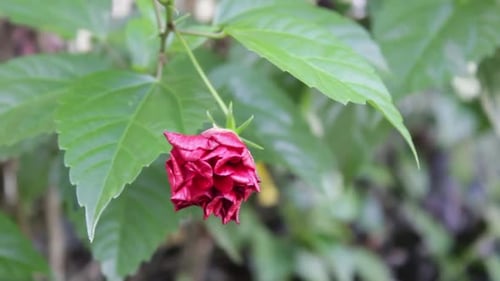 the beauty of red flowers blowing in the wind