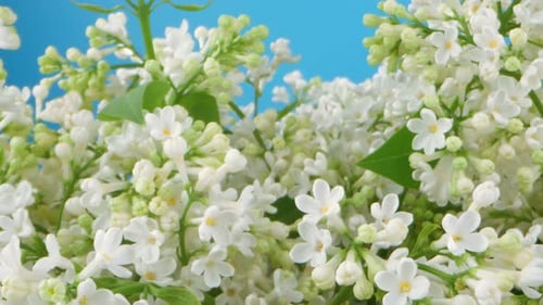 A field of white lilac flowers with green leaves