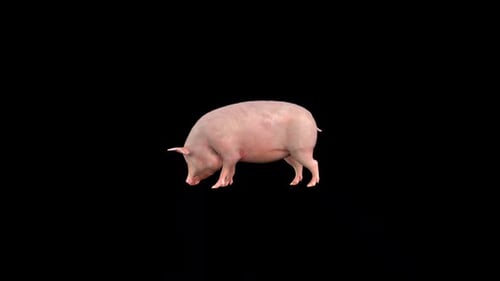 Schwein Eat 3