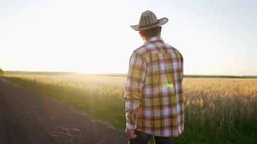 Young Handsome Farmer Standing in Wheat Field Touching Ears of Ripe Wheat An Experienced Agronomist