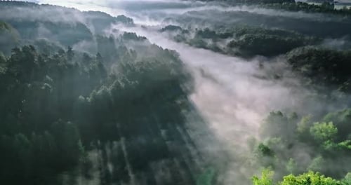 Misty forest in valley at sunrise in autumn.