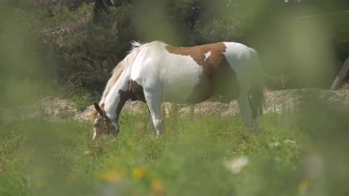 A beautiful white horse eating grass in the wild