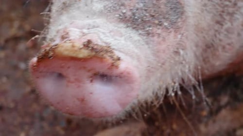 pork nose grunting