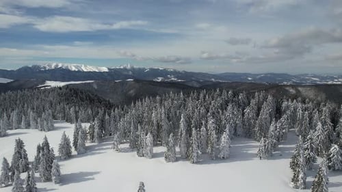 Serene Winter Landscape Snow Covered Mountains and Pine Forest Nature Scenery