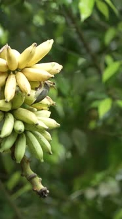 Small Birds Feeding on Bananas in Tropical Setting