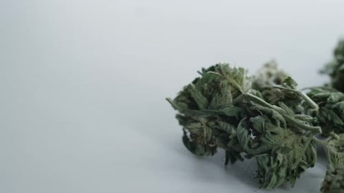 Cannabis isolada em fundo branco: foto panorâmica