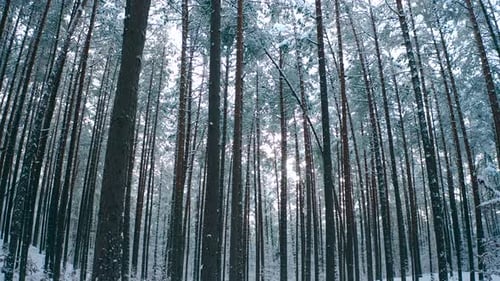 Frost on the trees in the forest. Snowy winter woods. Fairy forest after snowfall.