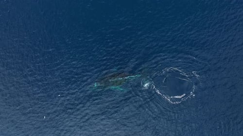 Humpback Whales surfacing to breath air in the Arctic ocean, Aerial view