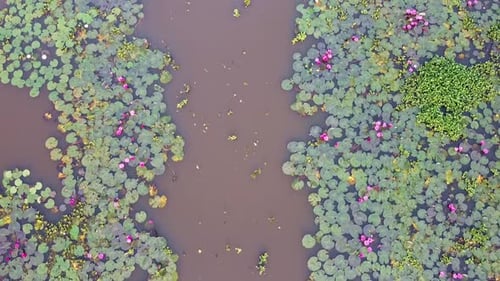 River side Water lily in the stream, Water lily blooming, ,mangrove forest inland water body, Beauti
