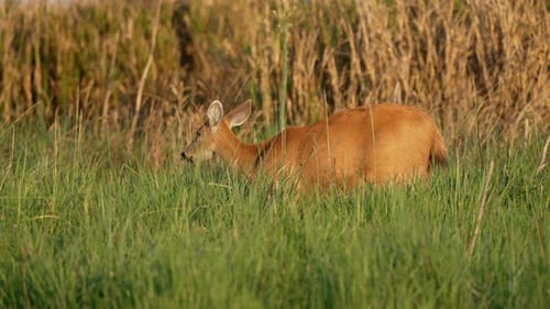 The Marsh Deer (Blastocerus dichotomus) Deer Species Native In South America. Close-up Shot