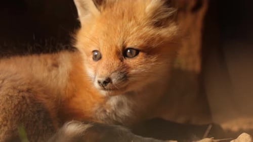 Tight shot of Cute Baby Red Fox Pups Watching Butterfly and Preparing to jump while second fox pup r