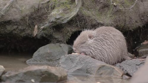 O pequeno bebê Nutria Coypu Rat é afugentado pela maior Nutria na margem do rio