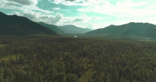 Aerial View Low Flight Above Evergreen Pine Tree Landscape with Endless Mountain Forest at Sunny