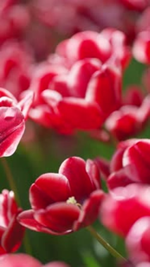 Magnificent Red Tulips in Spring