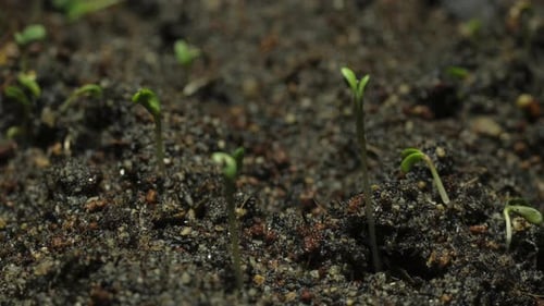 Seedlings Sprout From Soil in Close Up View