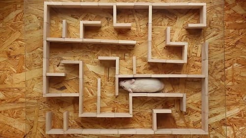 A White Hamster Runs in a Wooden Maze Concept Difficulties Success Struggle