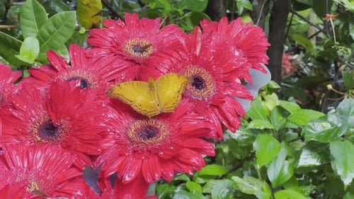 Natural landscape with blooming field of poppies at sunset. Poppies flowers and butterfly in nature