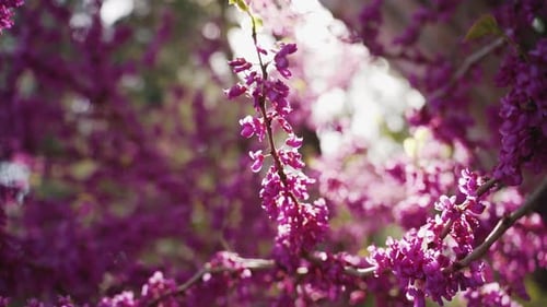 Pink Blossoms Blooming in Springtime Sunlight