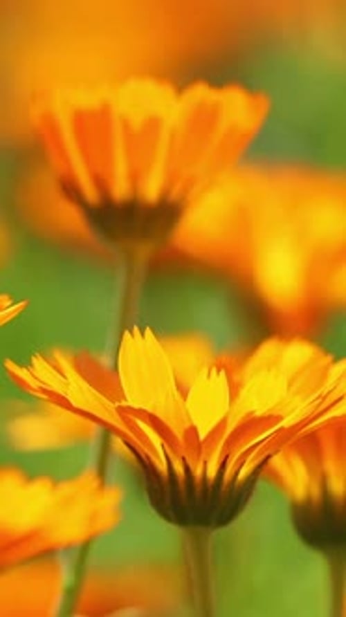 Orangenblüten von Calendula Officinalis