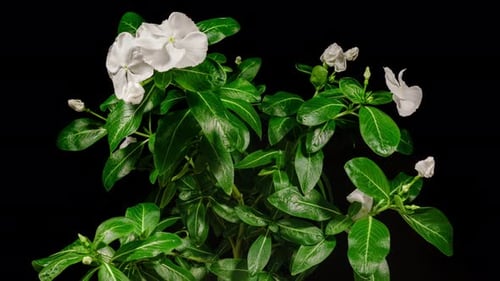 White Flower Catharanthus Blooming in Time Lapse on a Black Background. Growing Evergreen Houseplant