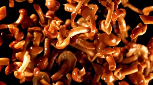 Glossy Brown Mushrooms Falling in Slow Motion