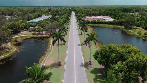 Wide Drone Footage of Flying Above Road Lined with Tall Palm Trees on Sunny Day