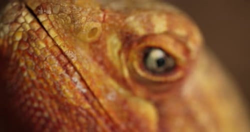 Slow-Motion Close-Up: The Piercing Eyes of an Agama Lizard