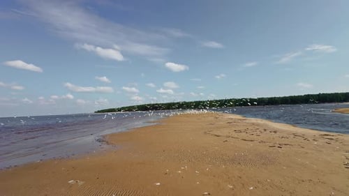 Scenic Coastal View: Flock of Birds on Shore