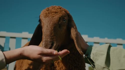 Hand Feeding a Sheep on a Farm