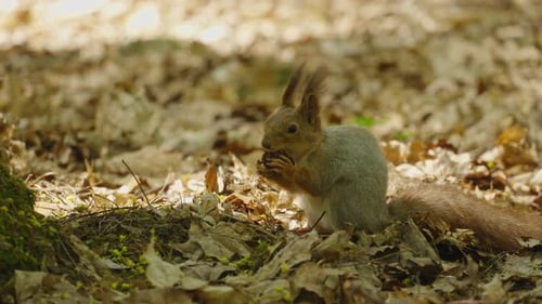 Squirrel eats a nut while holding it in its paws in the forest on a sunny day and looks at camera