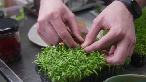 Chef Prepares a Plate with Meat and Microgreens