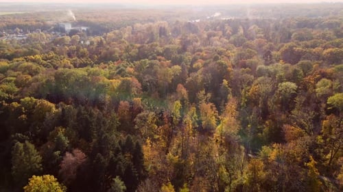 Many Trees Yellow Leaves Treetops Paths People Walking Park Sunny Autumn Day