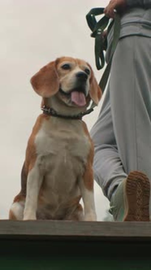 Dog Sitting Calmly Outdoors Beside Person