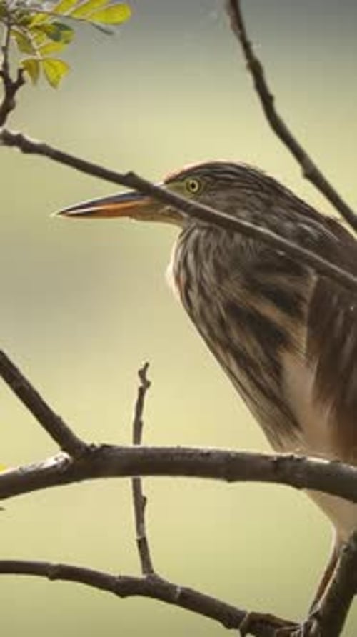 Goa India Indian Pond Heron
