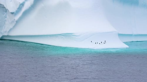 Penguins Riding Iceberg Drifting Antarctica Ocean Close Up Dangerous Wildlife Colony. Giant Iceberg