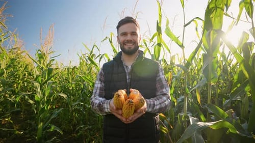 Farmer Holding Corn Cobs in a Green Field at Sunset