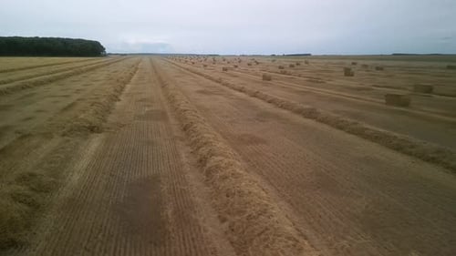 Yellow field with harvested wheat and hay bales. Aerial view of the field with square bales
