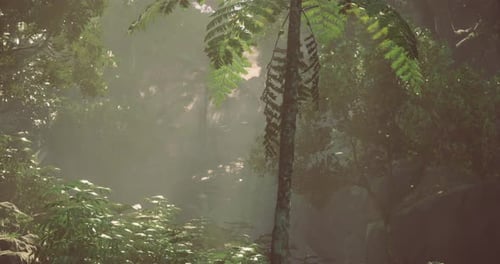 Sunlight Filters Through Lush Foliage in a Tranquil Forest Setting